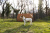 Туннель AGILITY СП 001-7